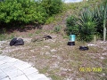 Peanut Island W4K 2010 (105)